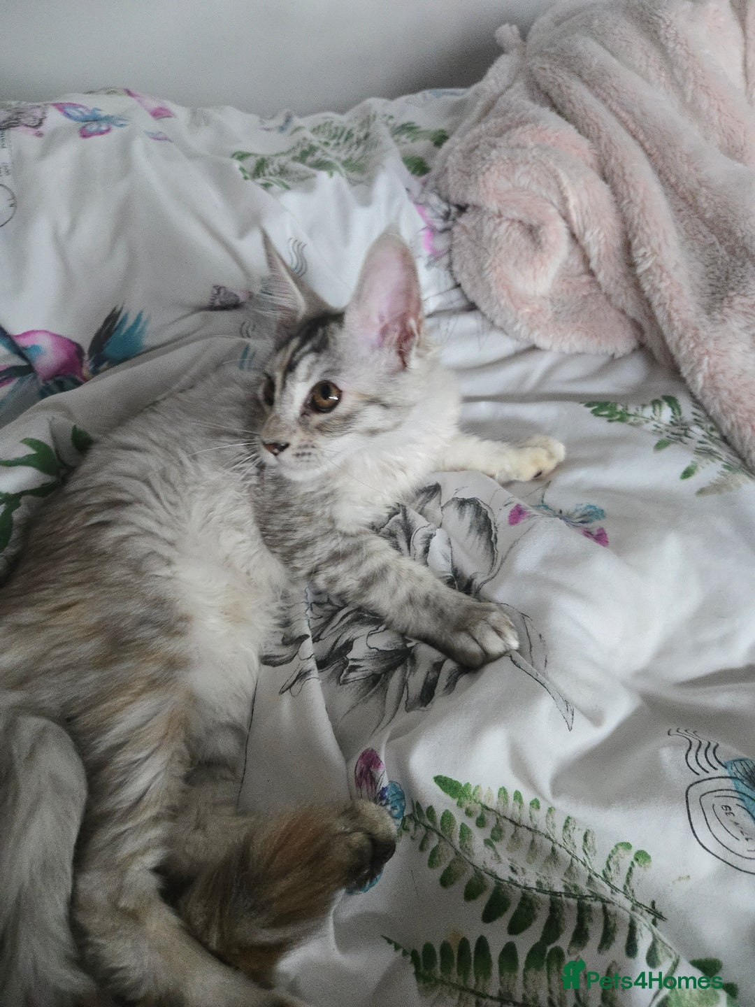 Maine Coon cats for sale: MAINE COON TICA REGISTERED KITTENS READY NOW  - Image 20