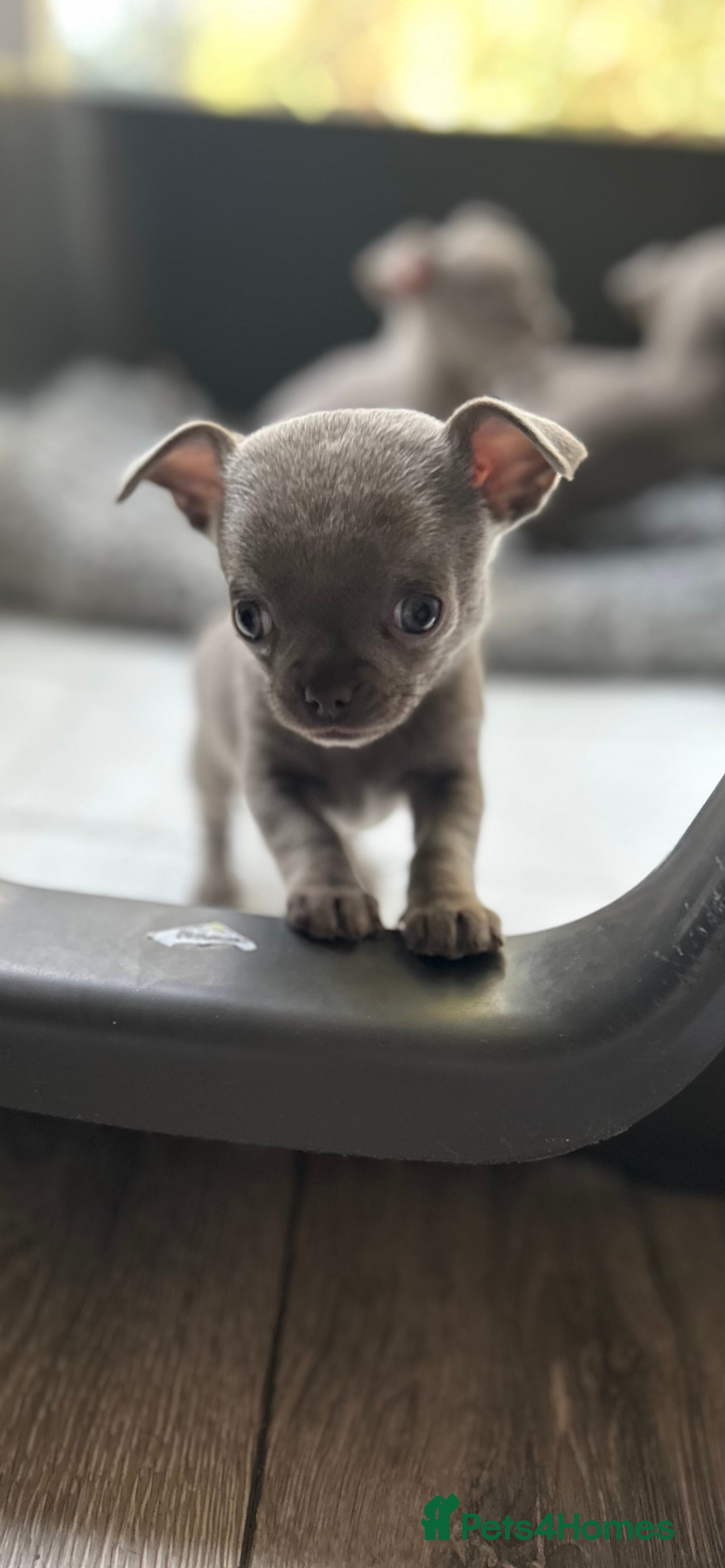 Chihuahua dogs Lilac KC Chihuahua babies - Advert 19