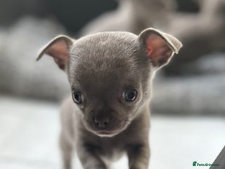 Chihuahua dogs Lilac KC Chihuahua babies - Advert 19