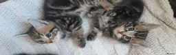 European cats for sale: 5 kittens - Advert 10