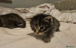 Bengal cats for sale: Kitten - Image 5