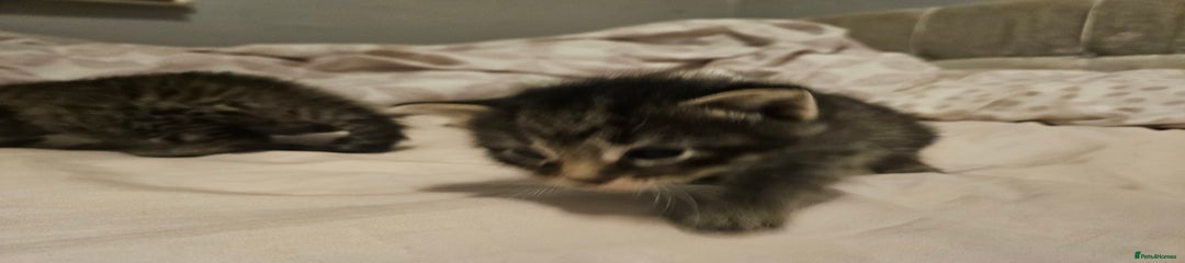 Bengal Kitten 1