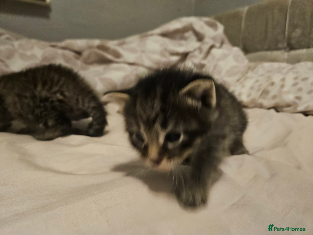 Bengal cats for sale: Kitten - Image 5