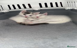 Ragdoll cats for sale: Ragdoll X British Shorthair Kittens - Image 8