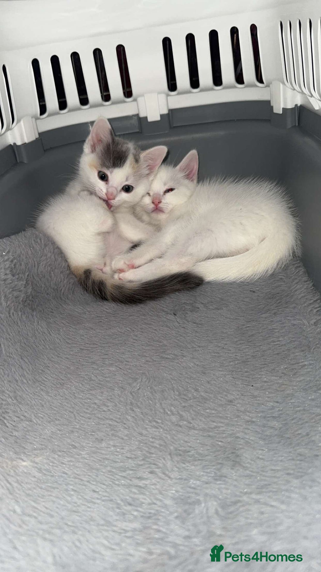 Ragdoll cats for sale: Ragdoll X British Shorthair Kittens - Image 8