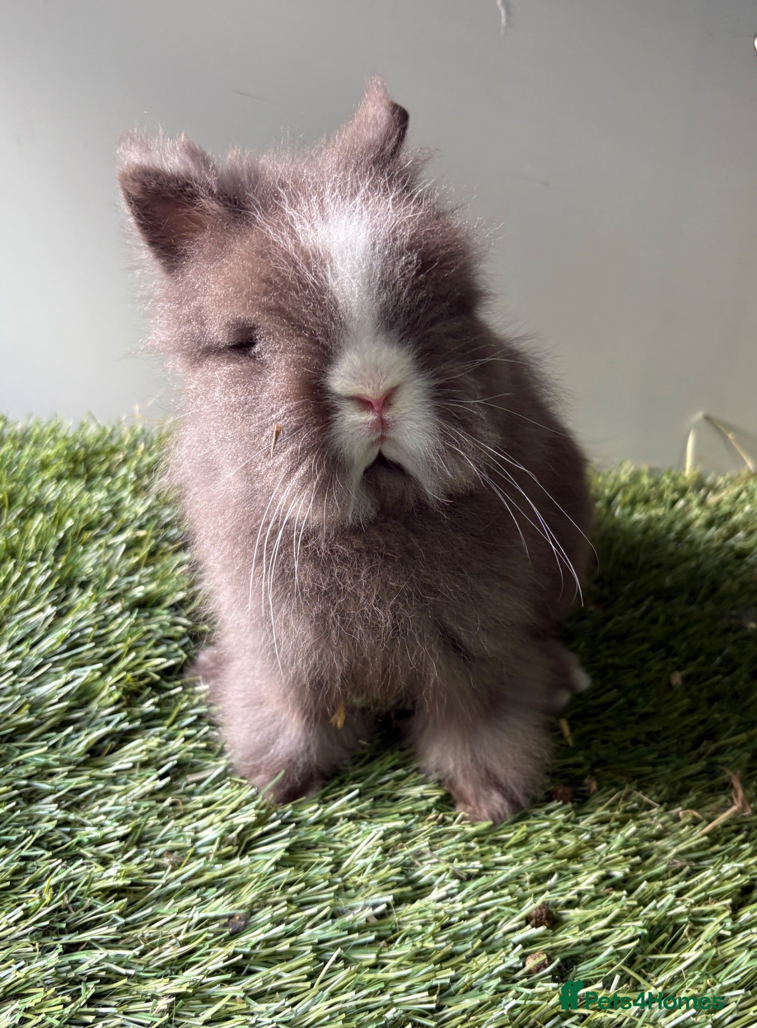 Lionhead rabbits Double mained lionheads ready now  - Advert 2