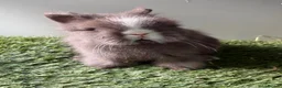 Lionhead rabbits for sale: Double mained lionheads ready now  - Advert 2