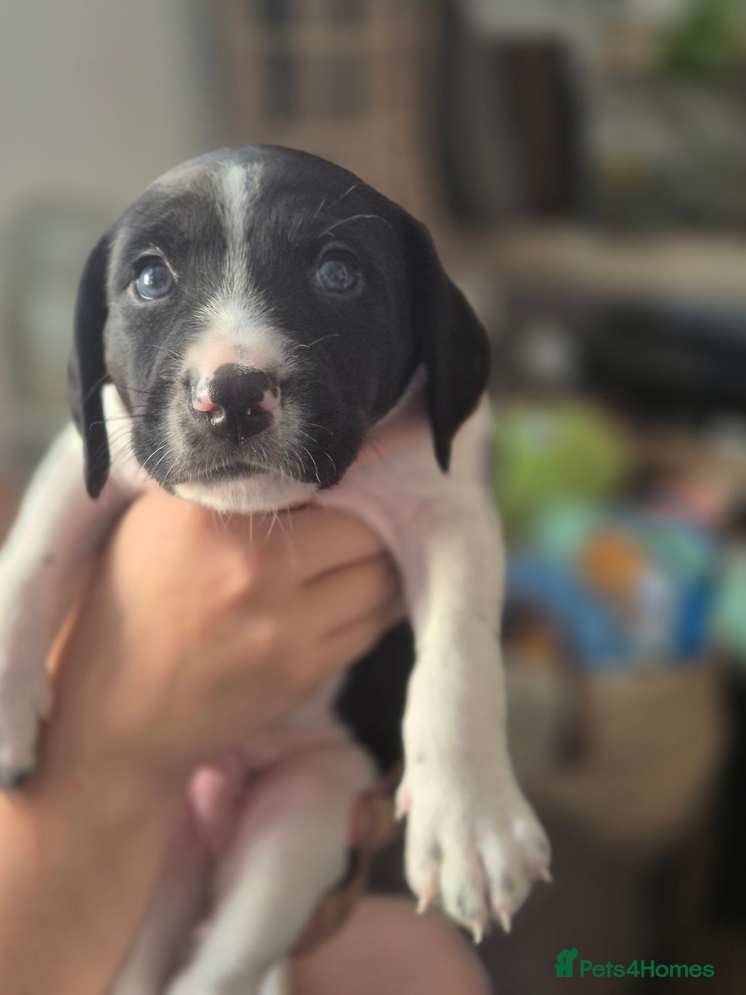 Staffordshire Bull Terrier dogs for sale: Staffie x Cockapoo puppies - Image 3