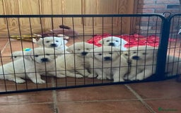Golden Retriever dogs for sale: STUNNING RETRIVER PUPPIES NOW READY  - Advert 1