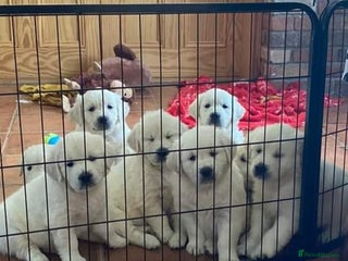 Golden Retriever dogs STUNNING RETRIVER PUPPIES NOW READY - Advert 1