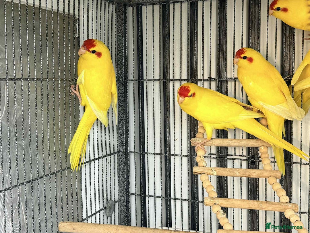 Parakeets birds for sale: kakarikis 8 weeks old  - Advert 2