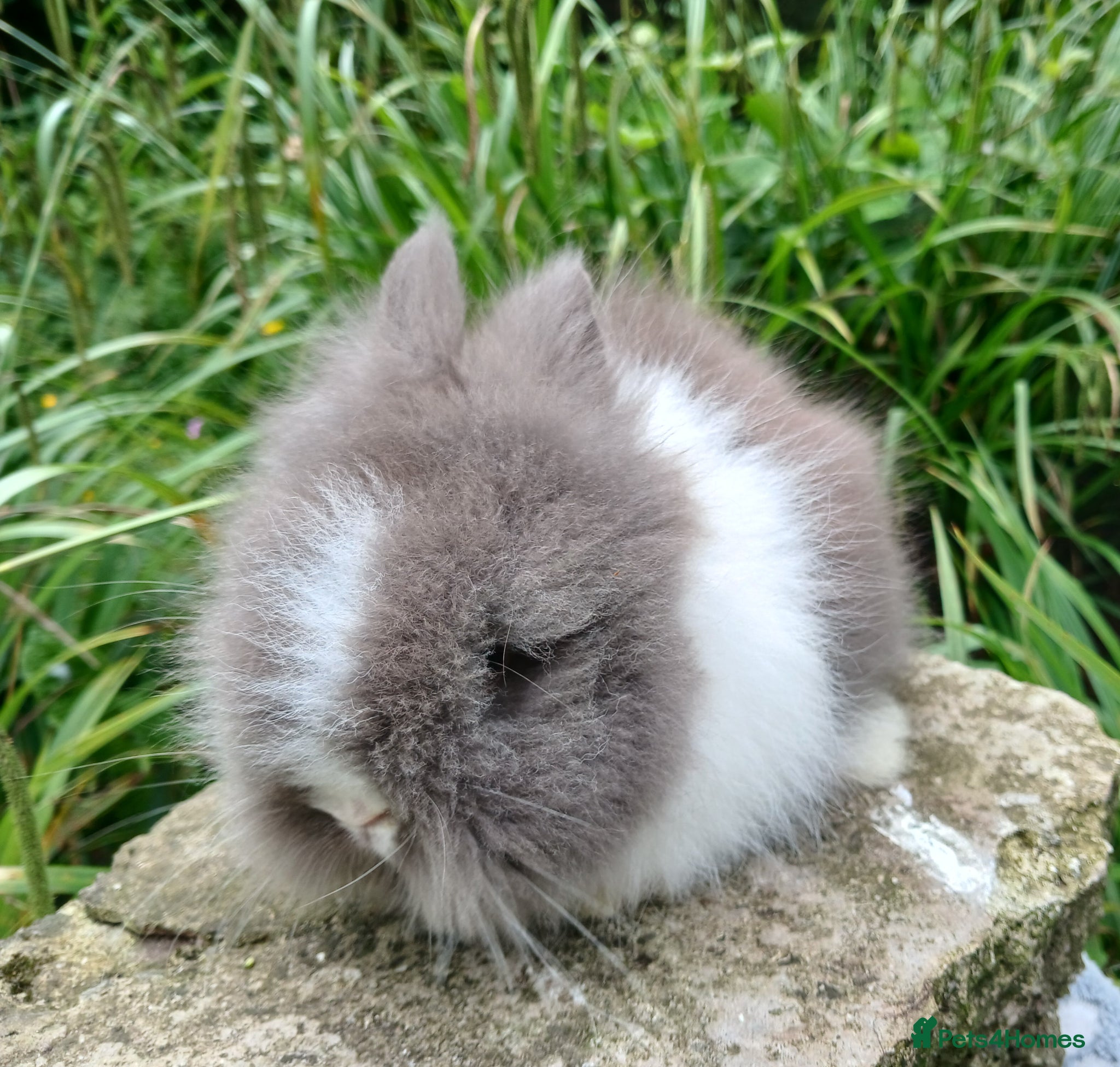 Lionhead rabbits for sale: Stunning DM Lionhead baby rabbits - Advert 4