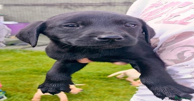 Labrador Retriever dogs - Advert 11