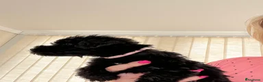 Mixed Breed Puppy 9