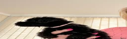 Mixed Breed dogs for sale: 🐾🐶Adorable Cavaschnauzer Pups 🐶🐾 - Advert 3