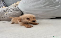 Labradoodle dogs for sale: labradoodles puppies - Image 7