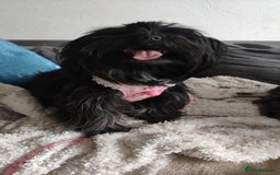 Mixed Breed dogs for sale: Havapoo. F1. Super healthy. - Image 2