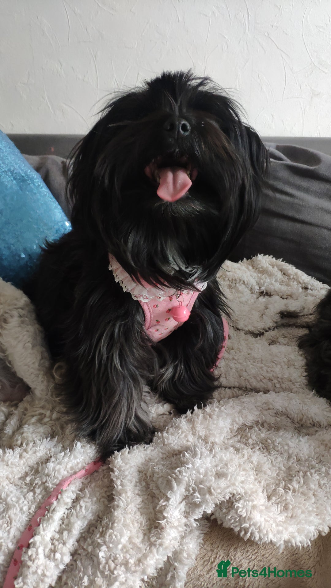 Mixed Breed dogs for sale: Havapoo. F1. Super healthy. - Image 2