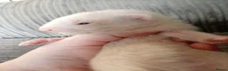 Ferret rodents for sale: 2 half micro sandy ferret males for sale  in Birmingham - Advert 3