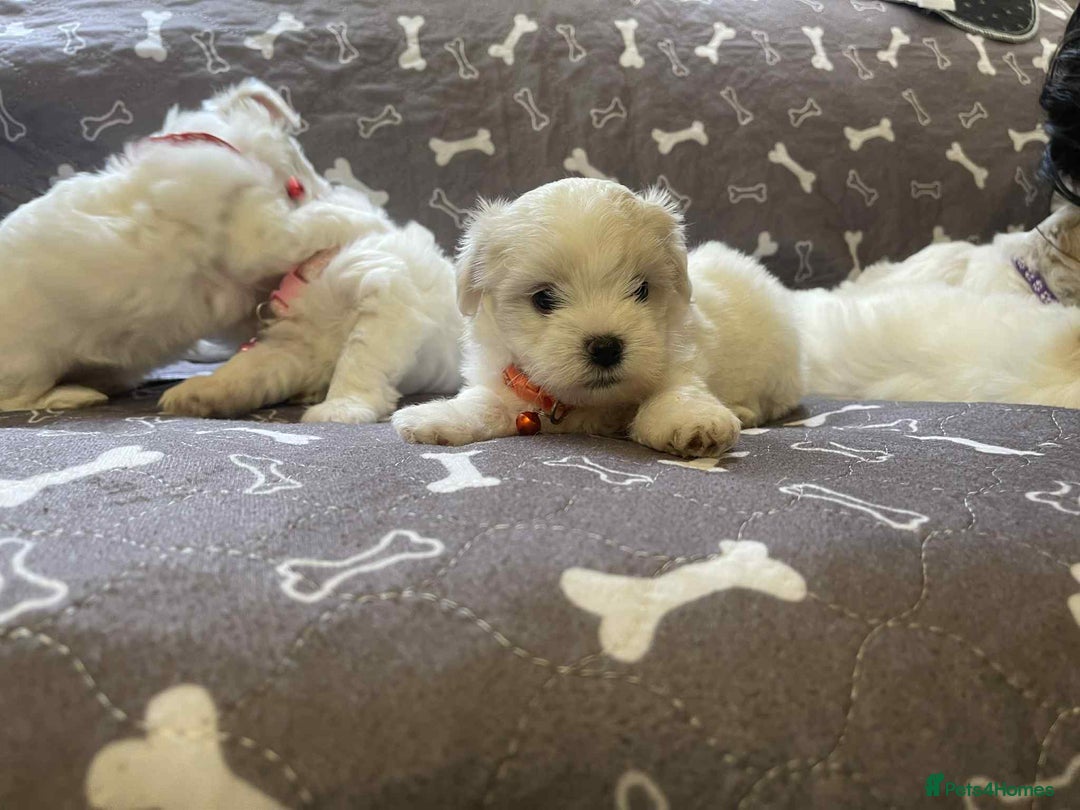 Bichon Frise dogs for sale: Bichon Frise  - Image 25