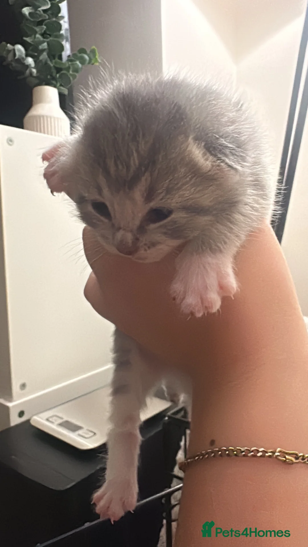 British Shorthair cats for sale: 2 gorgeous girls left - Advert 7