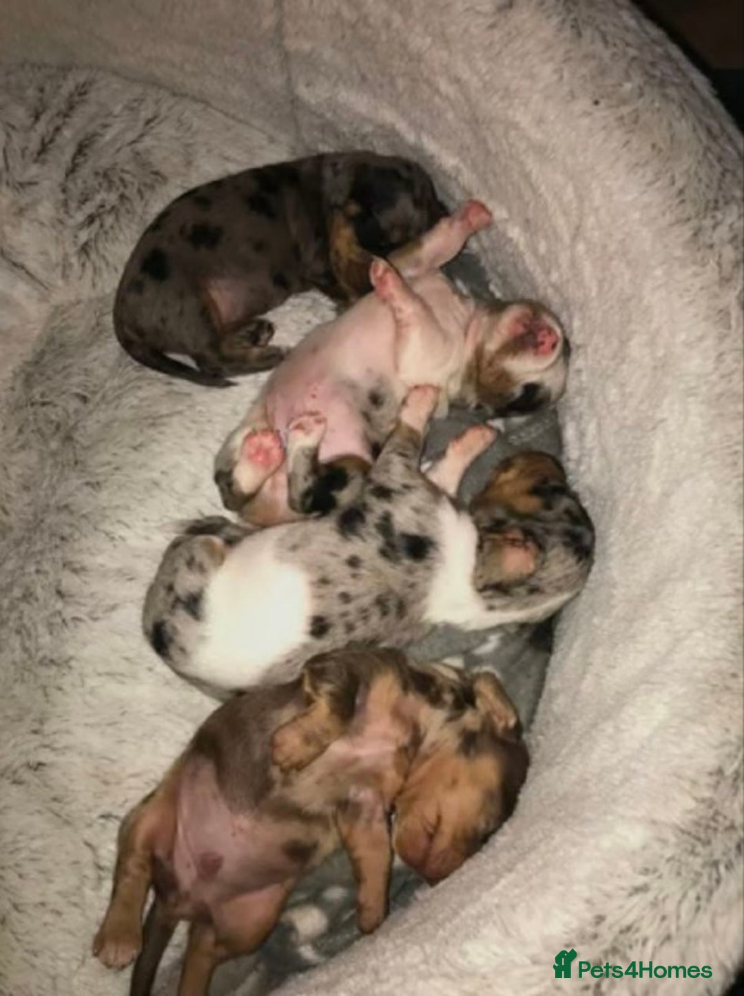Miniature Dachshund dogs for sale: Spectacular Miniature Dachshund Puppies - Advert 8