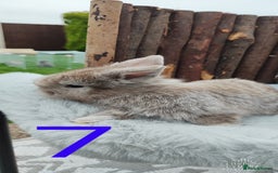 Mini Lop rabbits for sale: Mini lop and mini lop lion head   - Image 13
