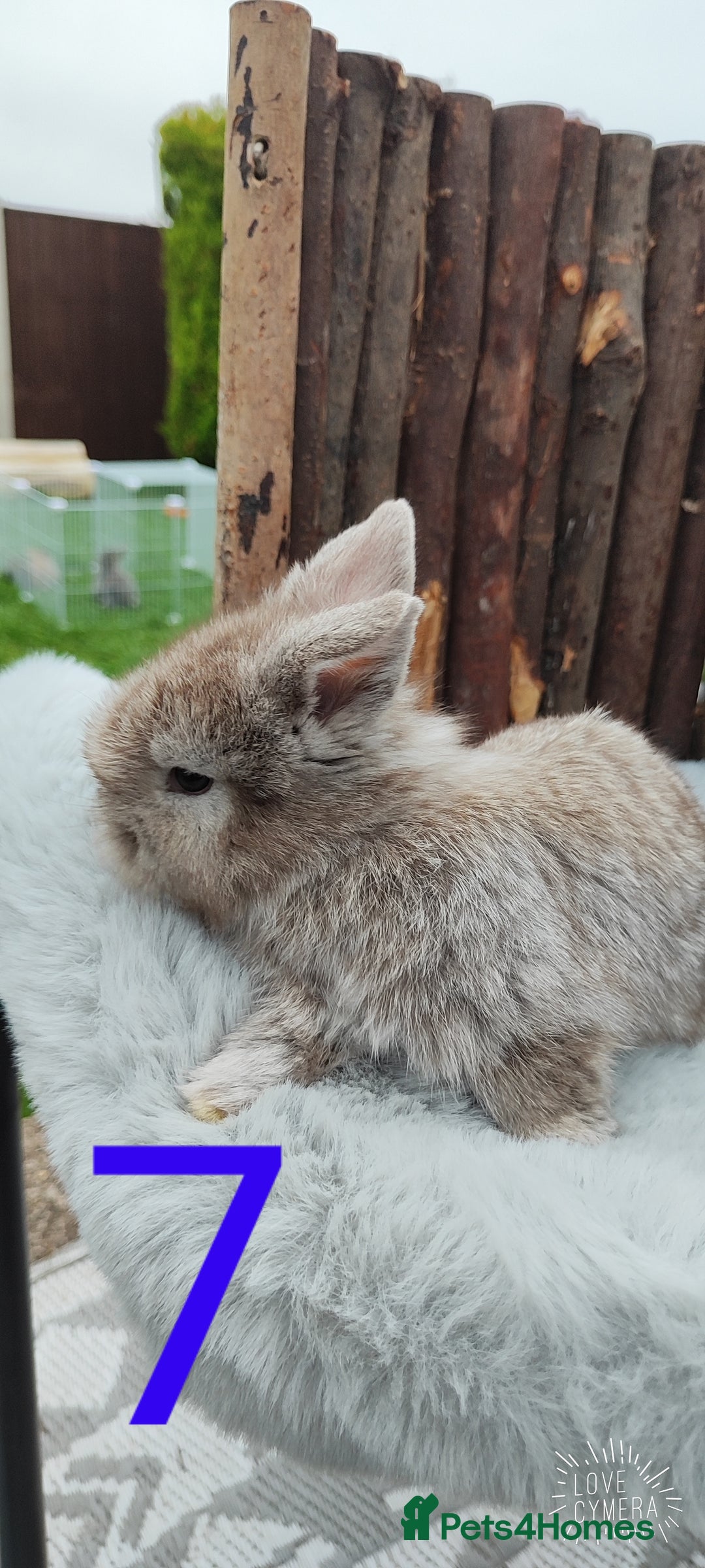 Mini Lop rabbits for sale: Mini lop and mini lop lion head   - Image 13