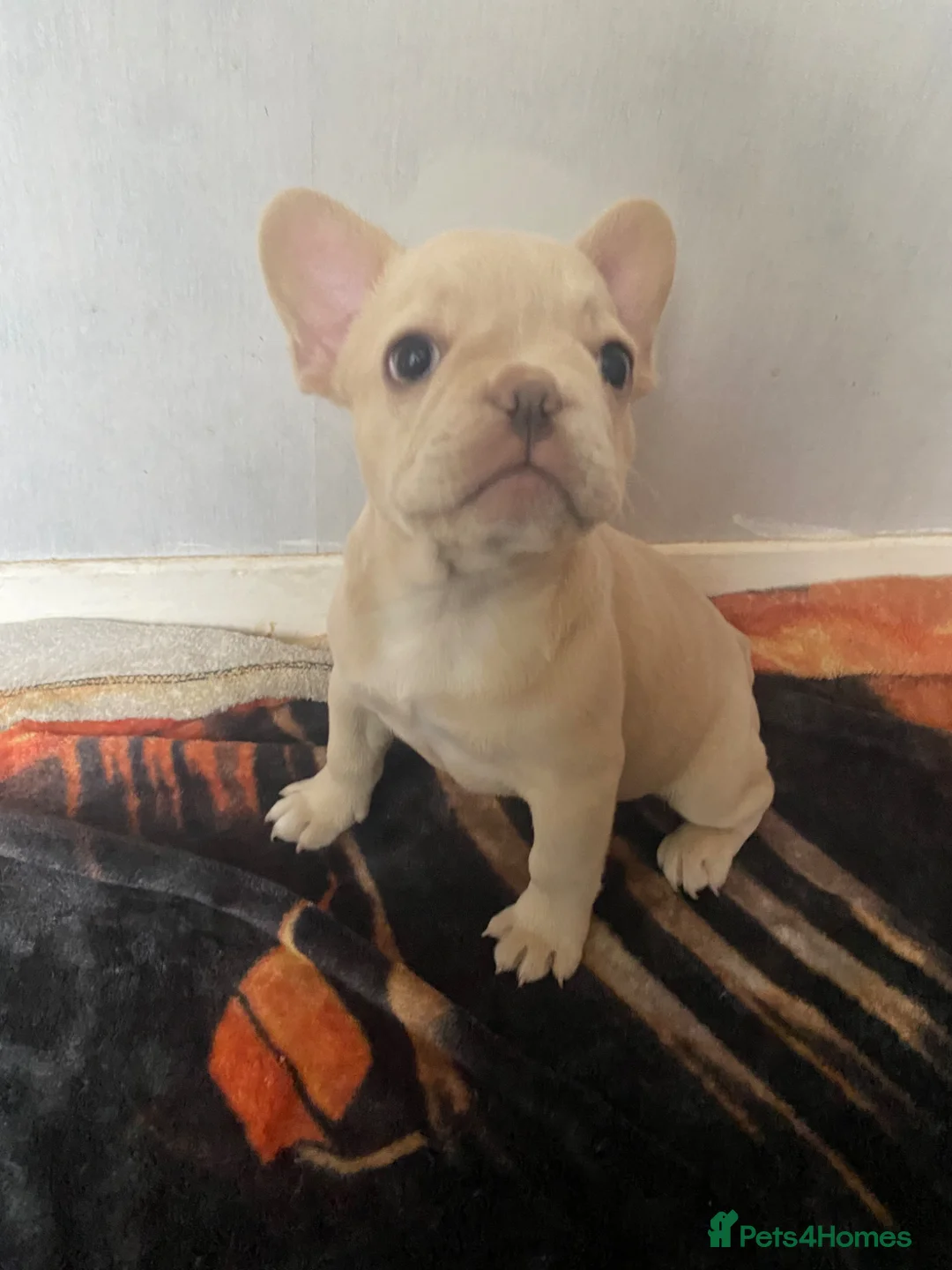 French Bulldog dogs for sale: French bulldog puppies - 1 BOY LEFT - Advert 2