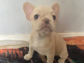 French Bulldog dogs French bulldog puppies - 3 boys/3 girls - Advert 7