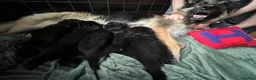 German Shepherd dogs for sale: 🐾🐶 GERMAN SHEPHERD PUPPIES FOR SALE 🐶🐾 in King's Lynn - Advert 14