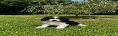 Cavapoochon 7