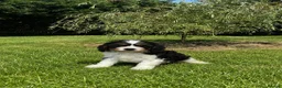 Cavapoochon dogs for sale: Beautiful Cavapoochon Puppies  - Advert 14