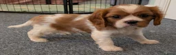 Cavalier King Charles Spaniel dogs for sale: KC Health Tested Cavalier King Charles Spaniel Pup - Advert 18