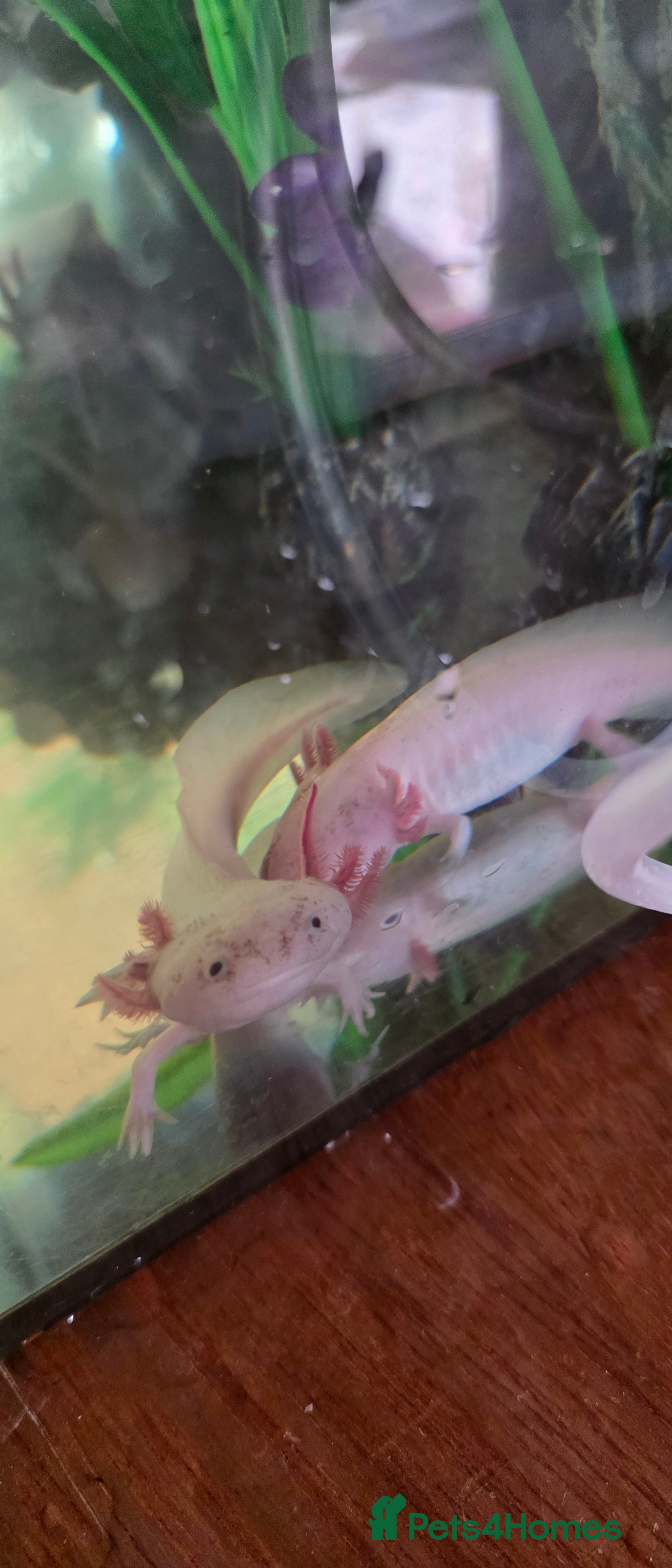 Axolotl reptiles 4 young Axolotls. Three leucistic/ one wild type.  - Advert 2