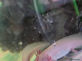 Axolotl reptiles 4 young Axolotls. Three leucistic/ one wild type. - Advert 1
