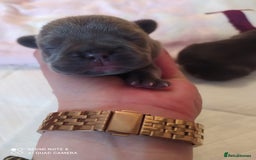 French Bulldog dogs for sale: KC French Bulldog girls puppies pure blue - Image 15