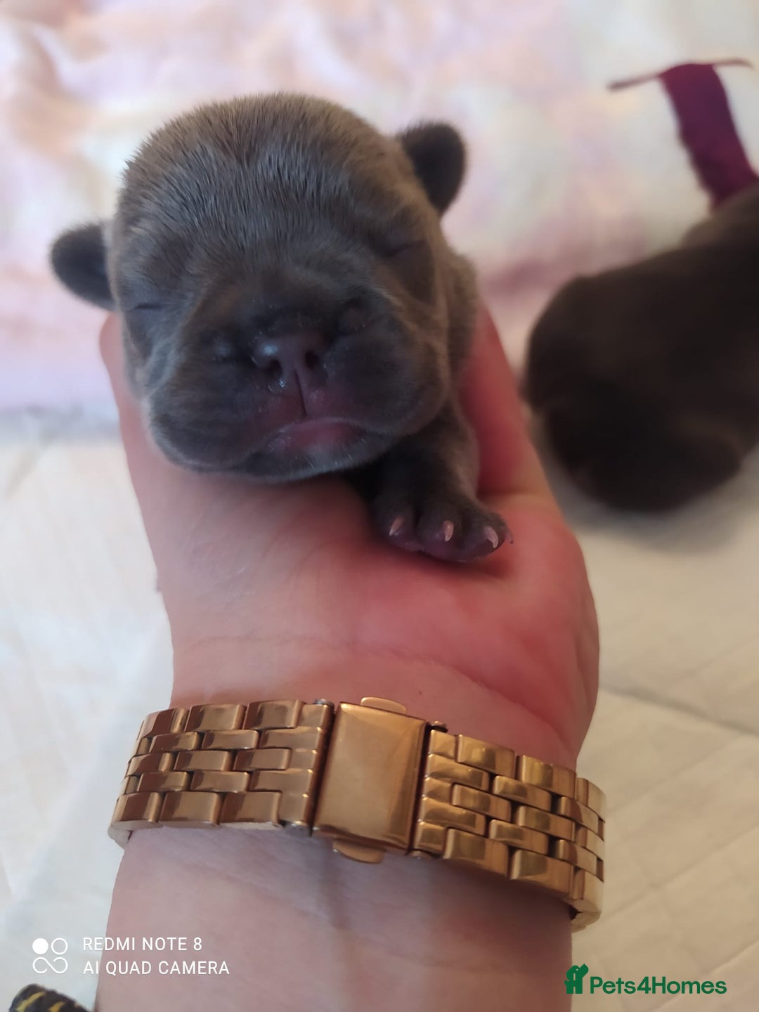 French Bulldog dogs for sale: KC French Bulldog girls puppies pure blue - Image 15