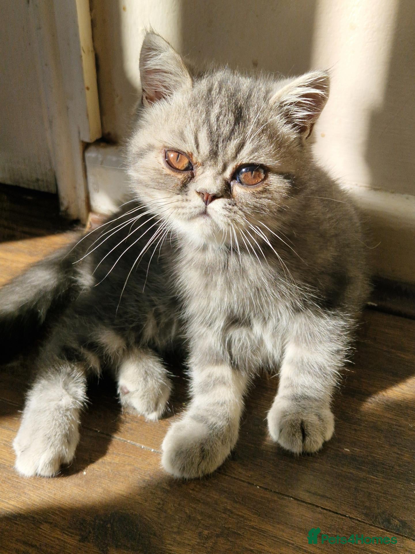 Persian cats Grey tabby exotic male  - Advert 6