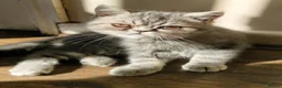 Persian cats for sale: Grey tabby exotic male  - Advert 1