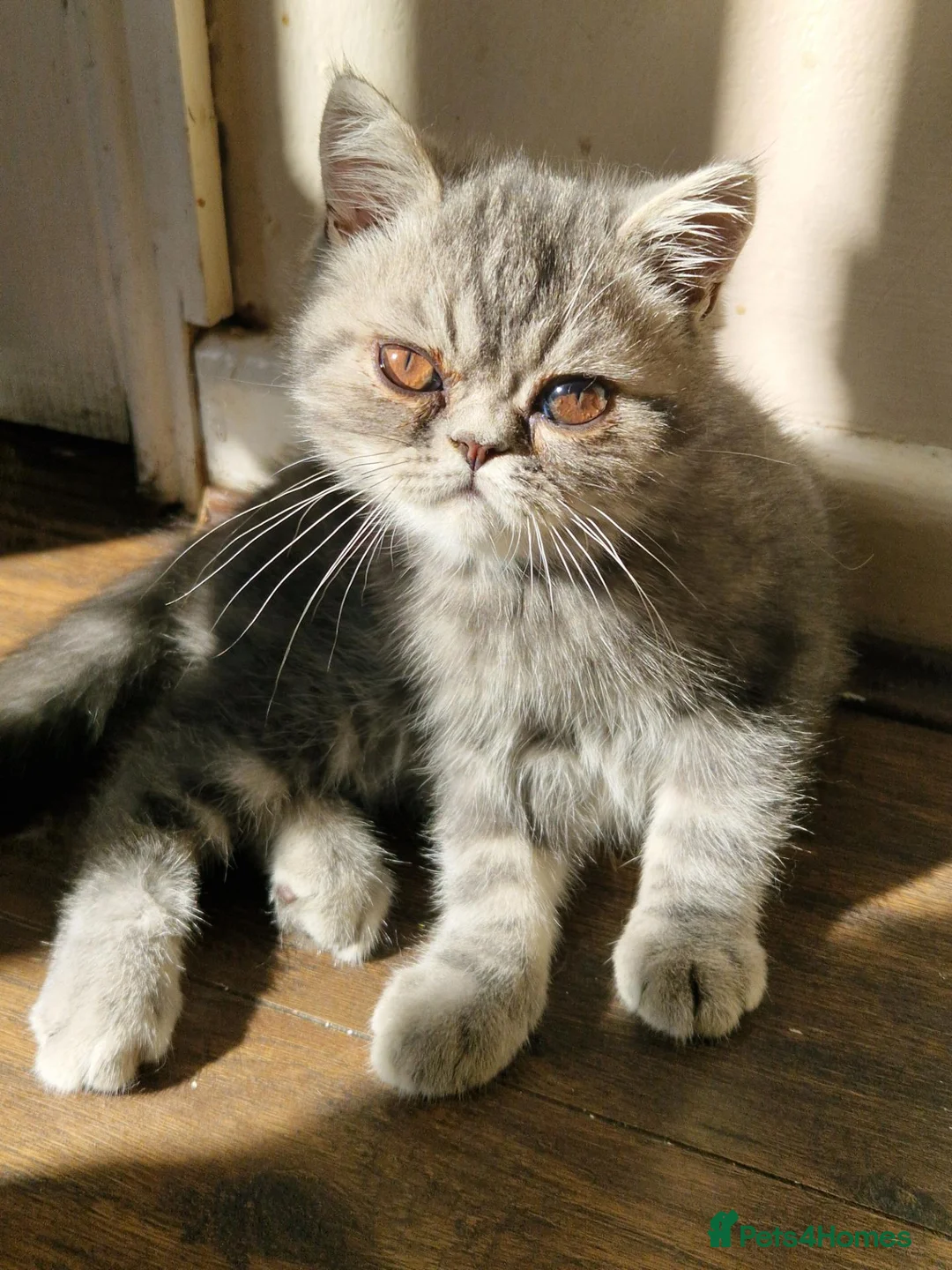 Persian cats for sale: Grey tabby exotic male  - Advert 1