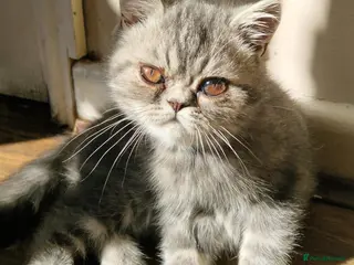 Persian cats Grey tabby exotic male - Advert 6