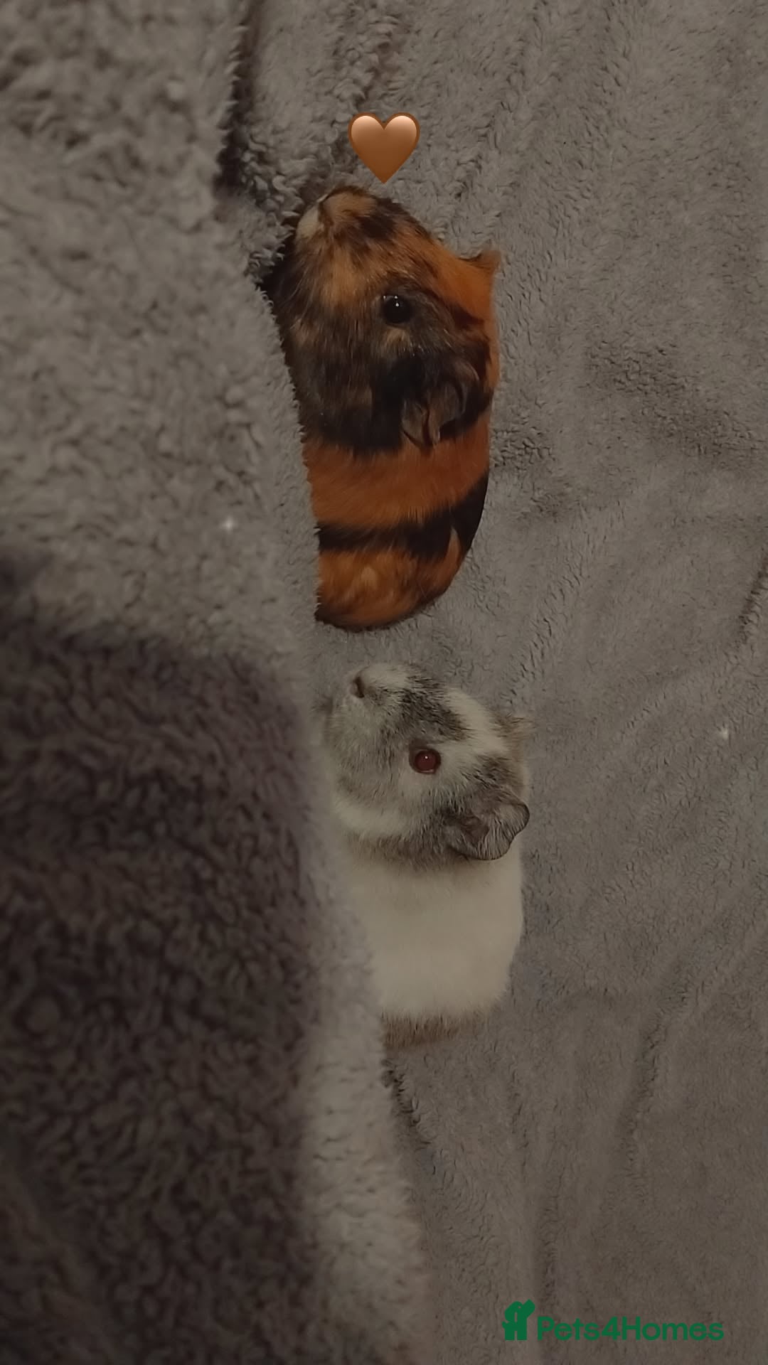 Guinea Pig rodents for sale: Two guinea pigs - Advert 1