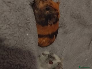 Guinea Pig rodents Two guinea pigs - Advert 2