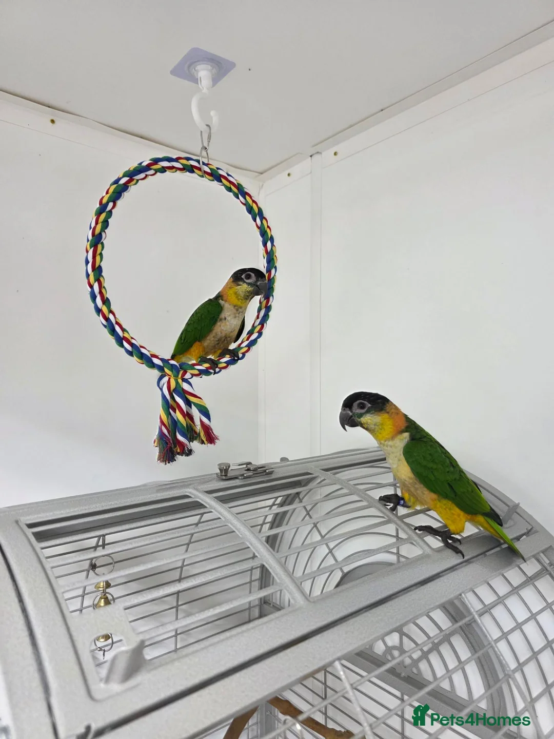 Parrots birds for sale: Black Headed Caique Parrot - Advert 3