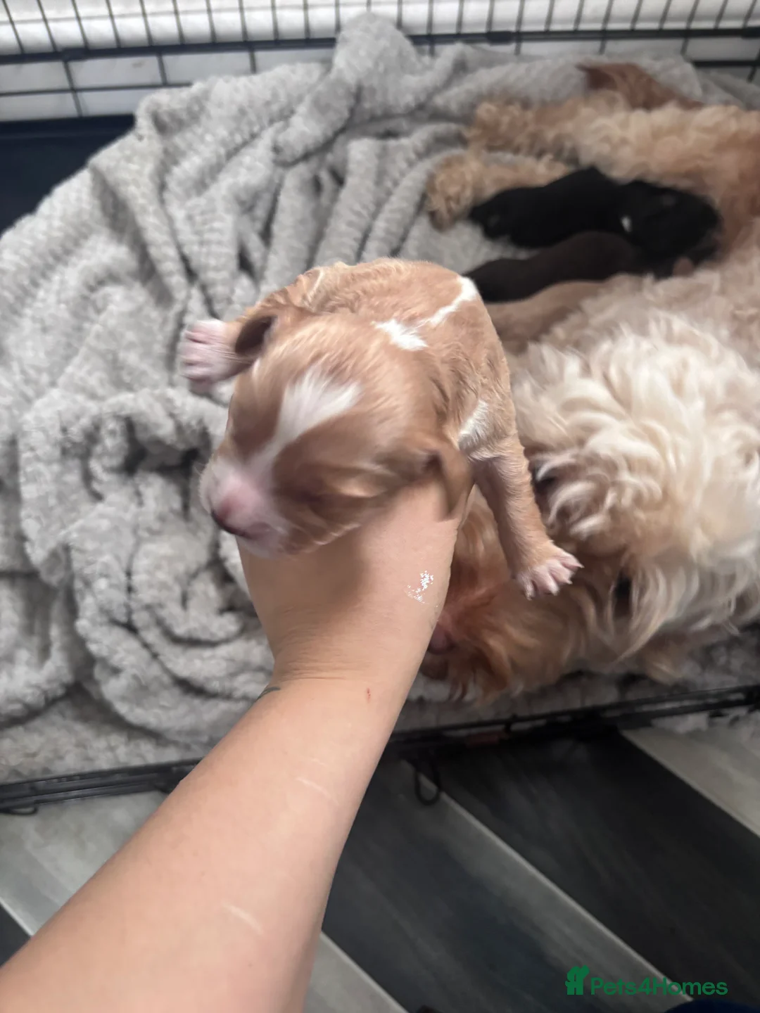 Cockapoo dogs for sale: Cockapoo Puppies - Advert 7