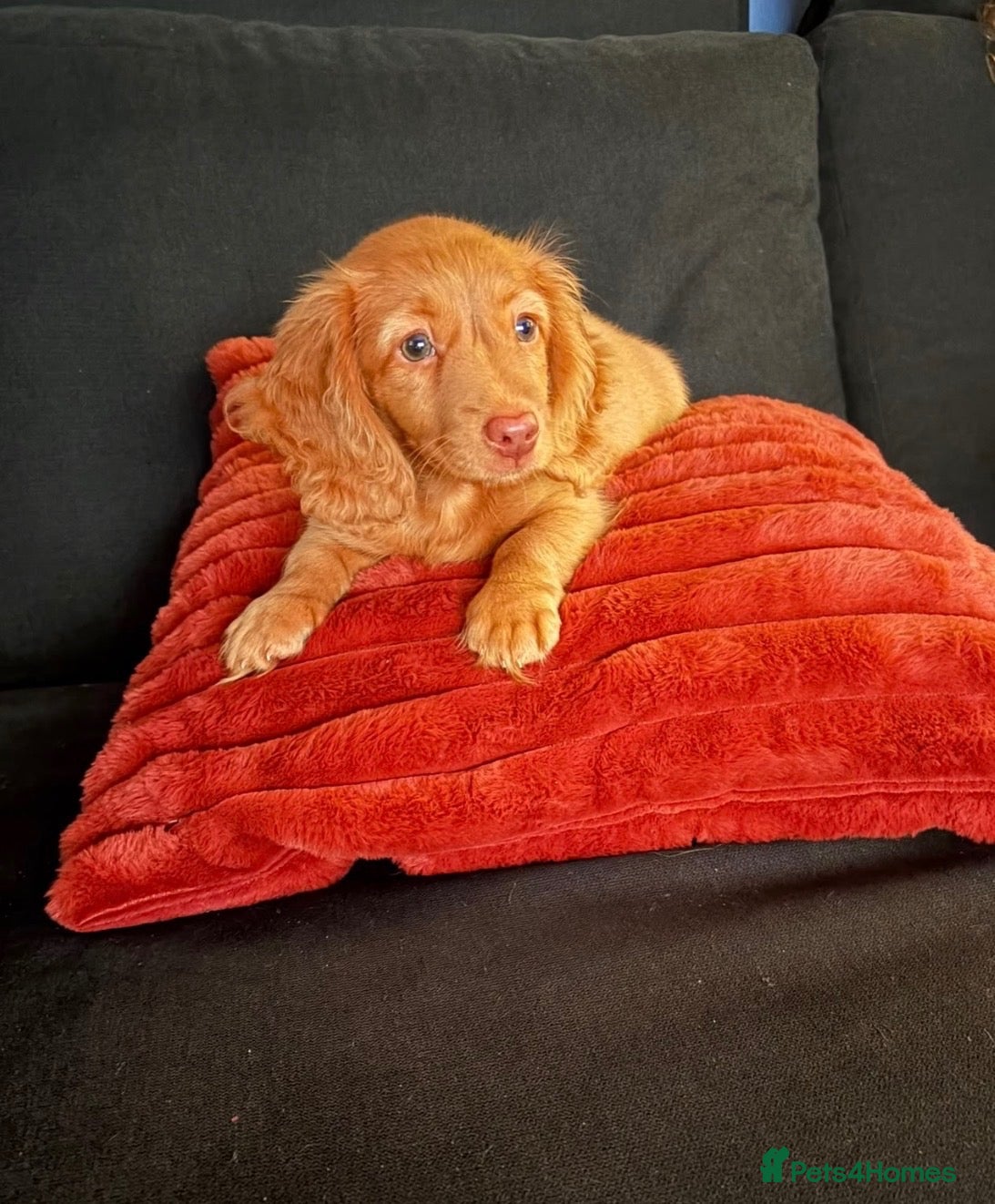 Miniature Dachshund dogs Long haired miniature dachshunds  - Advert 1