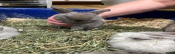 Dwarf Lop rabbits for sale: Beautiful litter of baby rabbits dwarf lop - Advert 7