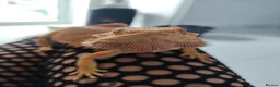 Bearded Dragon reptiles for sale: Bearded dragon  - Advert 1