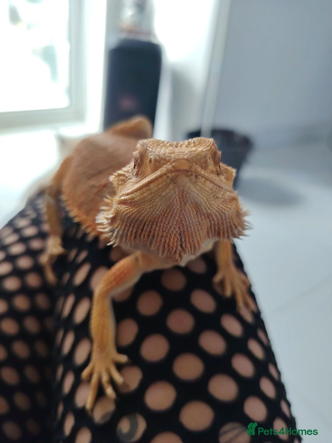 Bearded Dragon reptiles for sale: Bearded dragon  - Advert 1